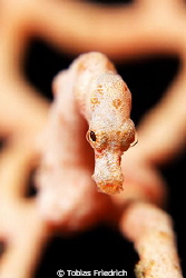 Pgymy seahorse denise with very little focus on head. by Tobias Friedrich 